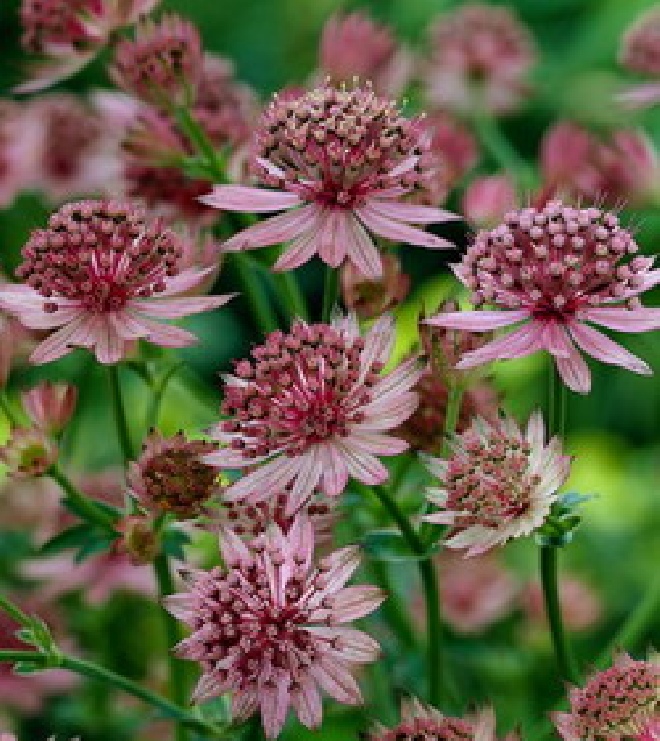 Astrantia major 'Roma' Zeeuws knoopje