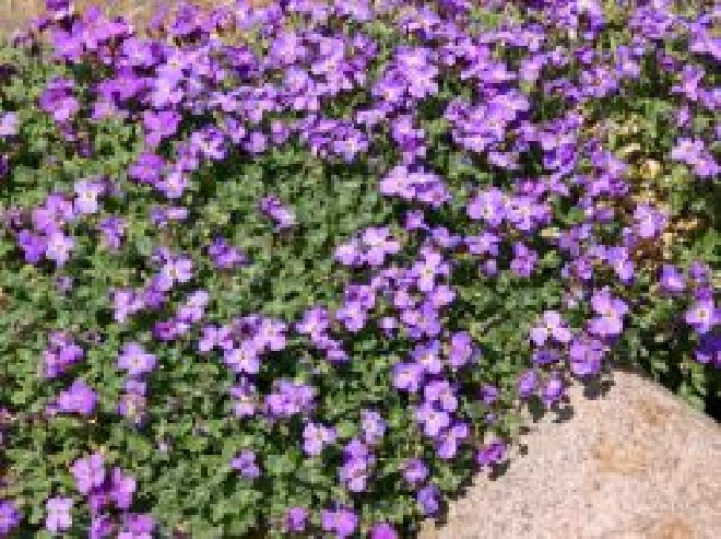 Aubrieta 'Hamburger Stadtpark' Randjesbloem/Blauwkussen