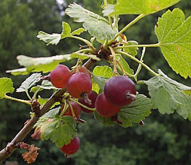 Ribes 'Josta' Jostabes, Jostaberry