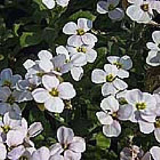Aubrieta 'Fiona' Randjesbloem,blauwkussen