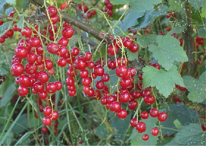 Ribes rubrum 'Jonkheer van Tets' Rode Aalbes