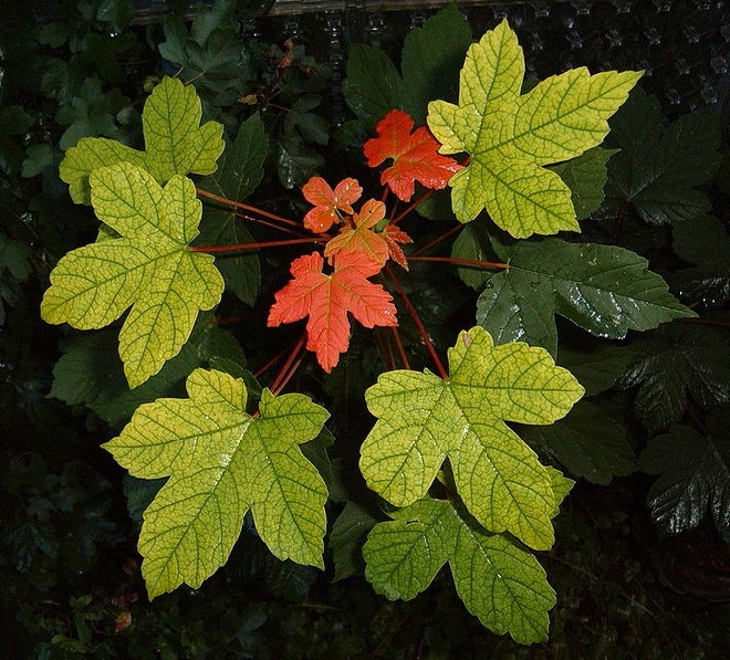 Acer pseudoplatanus 'Brilliantissimum' Gewone Esdoorn, Bergesdoorn