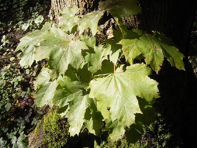 Acer platanoides Noorse Esdoorn