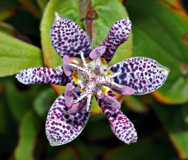 Tricyrtis hirta Armelui's Orchidee, Paddelelie.