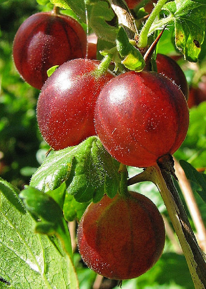 Ribes uva-crispa 'Captivator' Rode Kruisbes, Rode kroesel