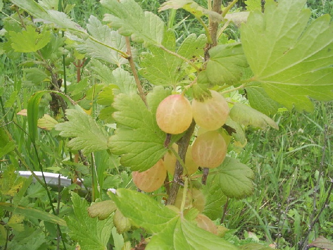 Ribes uva-crispa 'Hankkijas Delikatess' (syn. Ribes uva-crispa 'Hinnonmäki Gron') Groene Kruisbes, Groene Kroesel