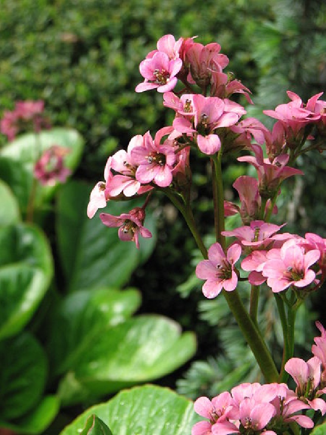 Bergenia 'Wintermärchen' Schoenlappersplant