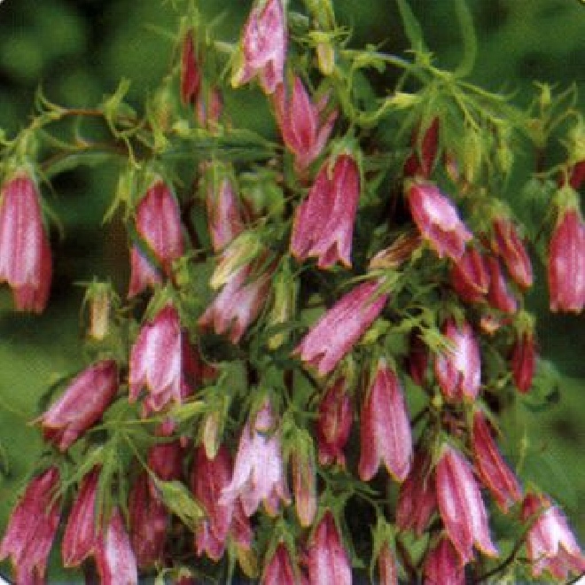 Campanula 'Elizabeth' Klokjesbloem
