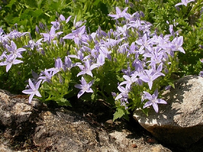 Campanula garganica Klokje