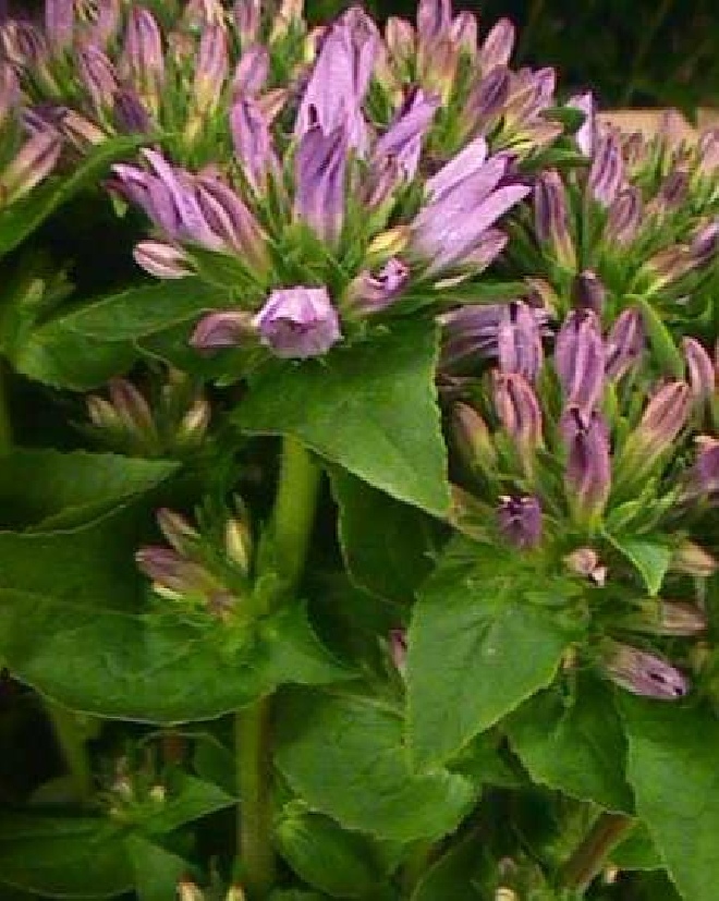 Campanula glomerata 'Caroline' klokje