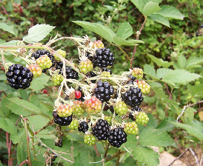 Rubus fruticosus 'Triple Crown' Braam