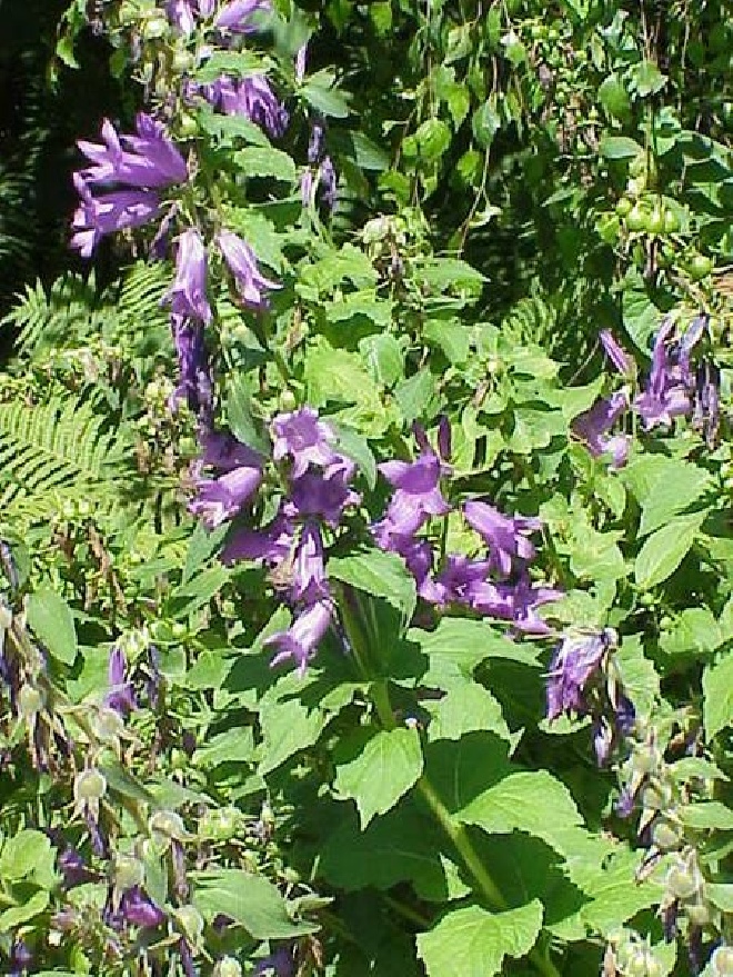 Campanula latifolia var. macrantha Breedbladig klokje