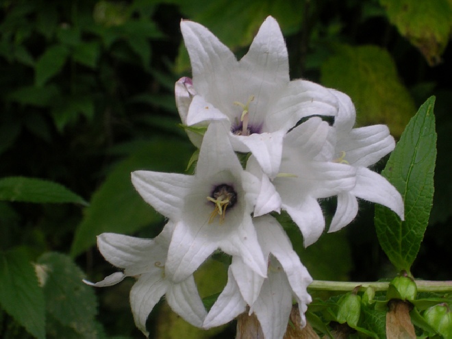 Campanula latifolia 'Alba' Breedbladig klokje