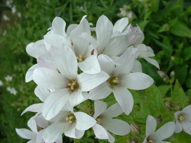 Campanula lactiflora 'Alba' Klokje