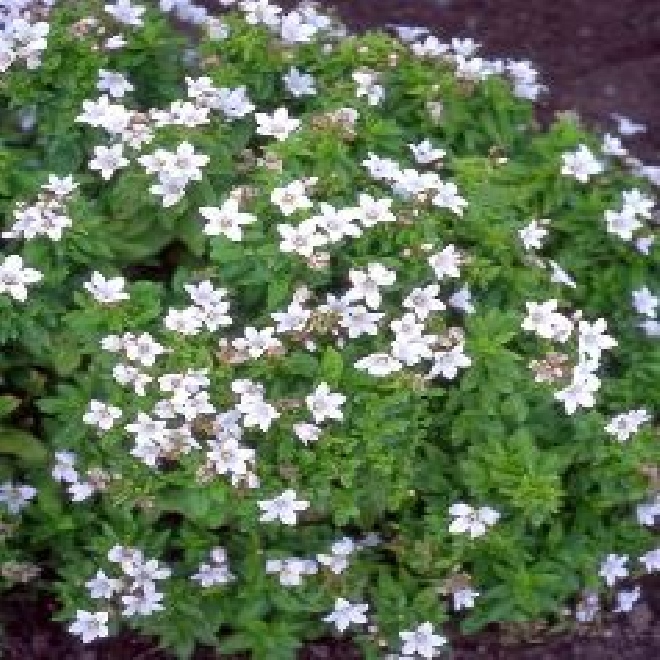 Campanula poscharskyana 'E.H. Frost' Klokjesbloem