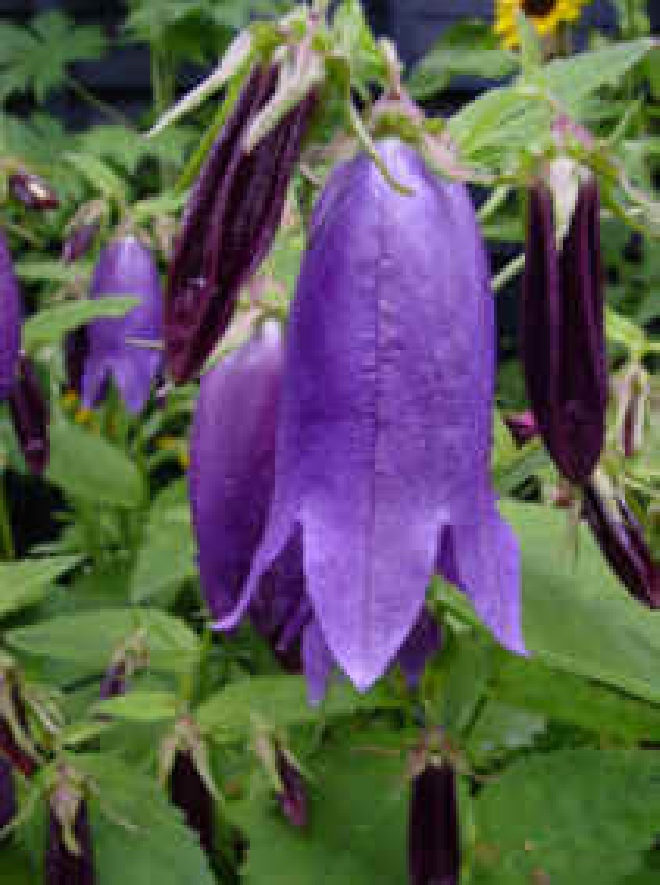 Campanula 'Sarastro' Klokjesbloem