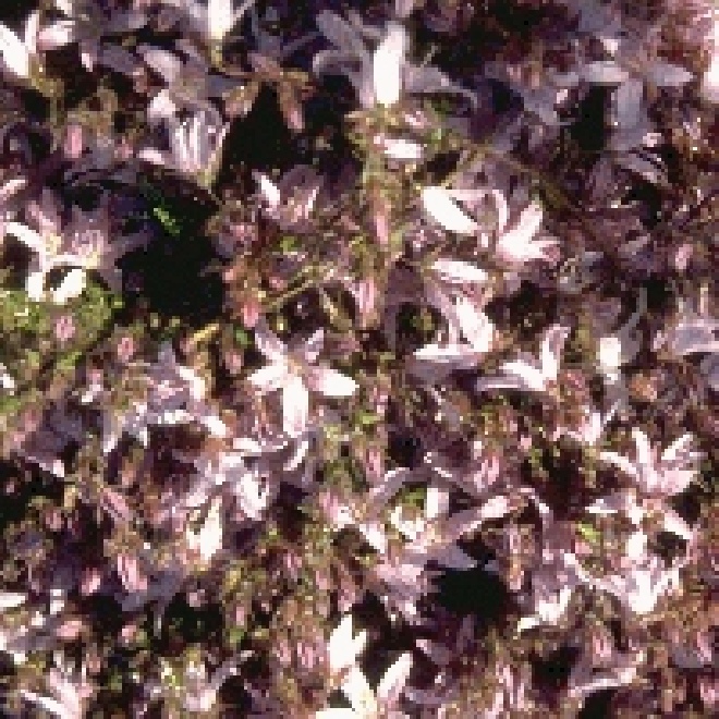 Campanula poscharskyana 'Lisduggan Variety' Klokje
