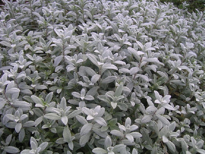 Cerastium biebersteinii Hoornbloem