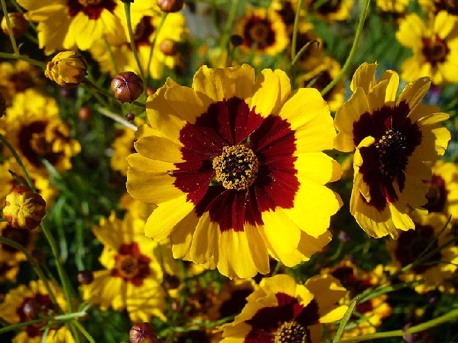 Coreopsis grandiflora 'Sunray' Meisjesogen