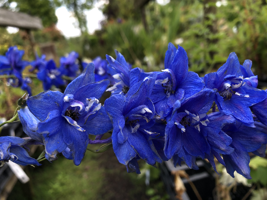 Delphinium 'Blue Bird' Ridderspoor
