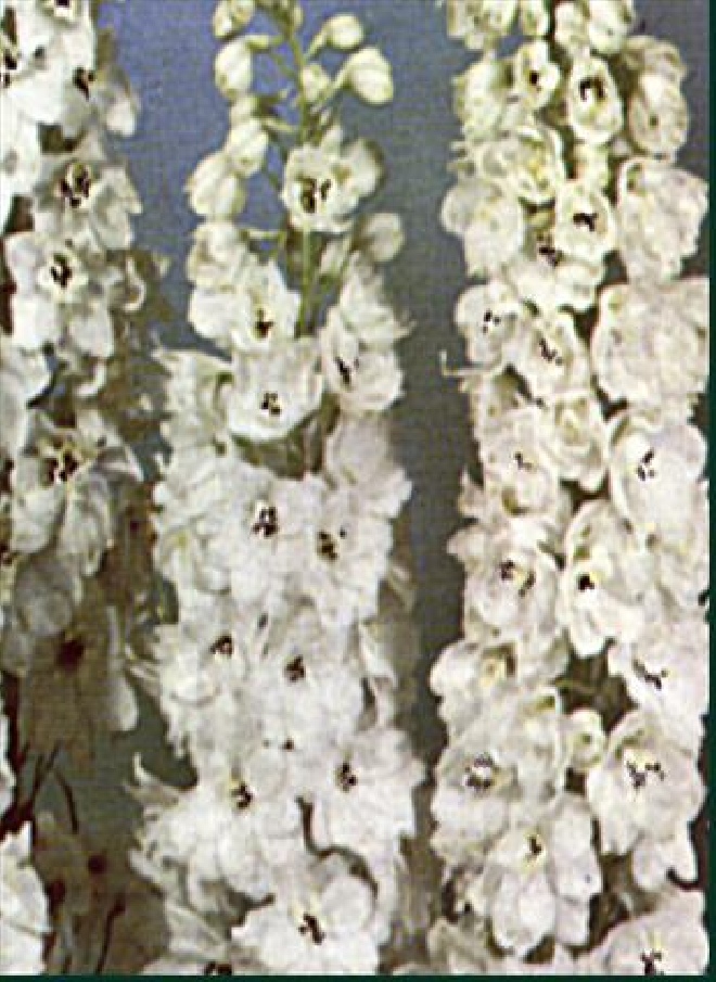 Delphinium 'Galahad' Ridderspoor