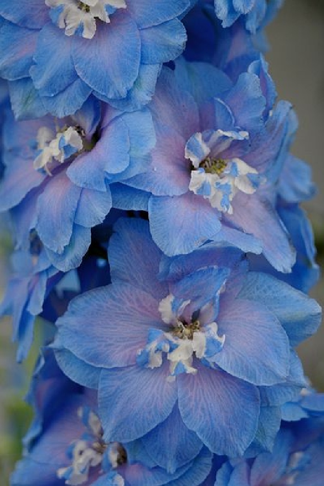 Delphinium 'Piccolo' Ridderspoor