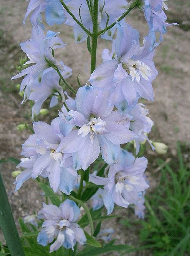 Delphinium 'Casa Blanca' Ridderspoor