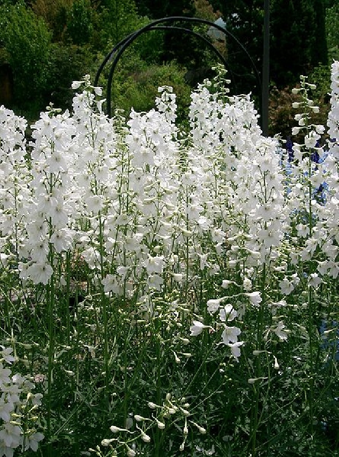 Delphinium 'Moerheimii' Ridderspoor