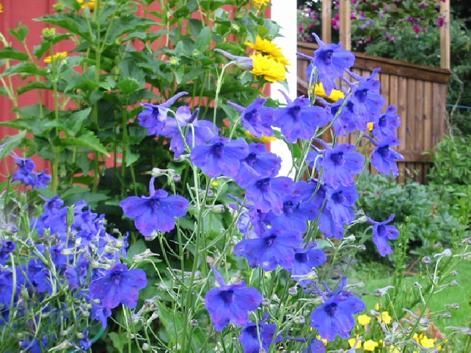 Delphinium grandiflorum 'Album' Ridderspoor