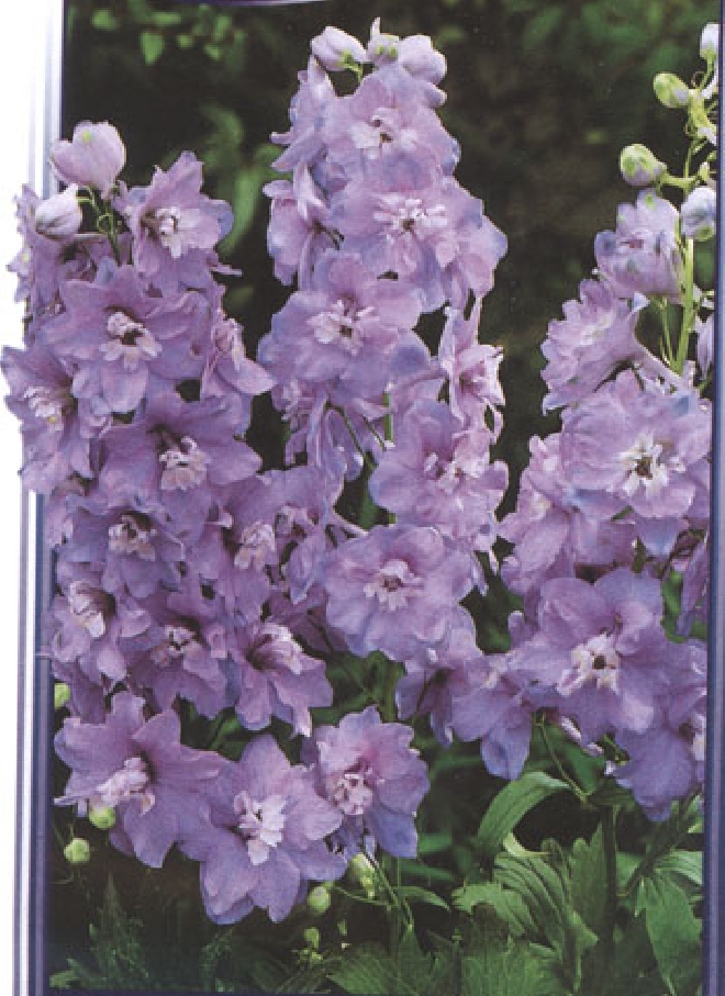 Delphinium 'Guinevere' Ridderspoor