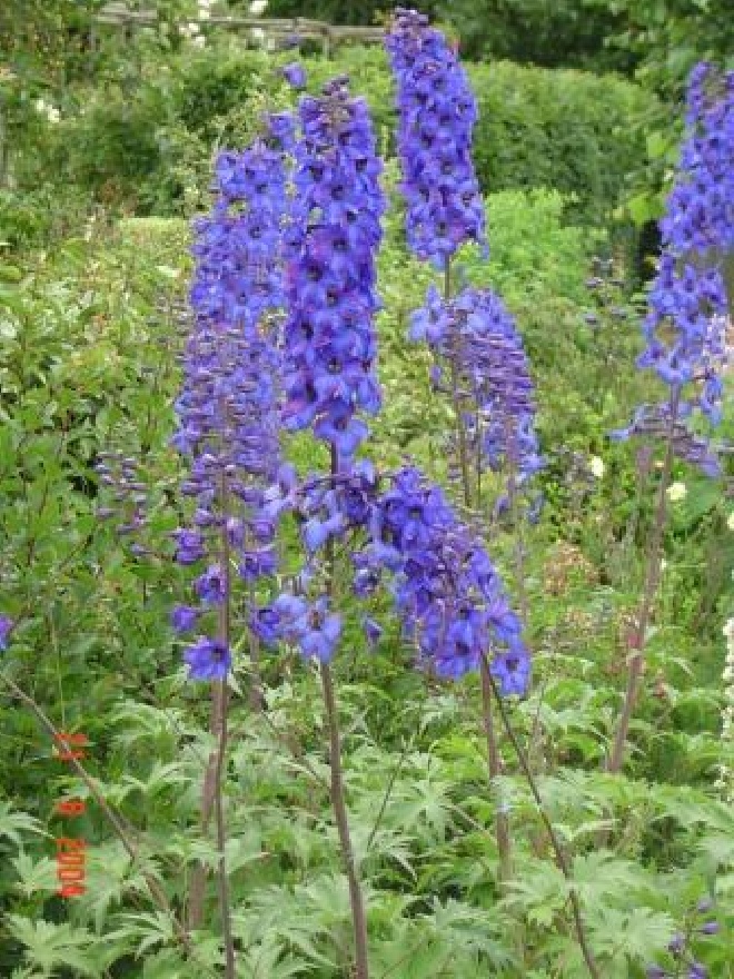 Delphinium 'Finsteraarhorn' Ridderspoor Elatum-groep