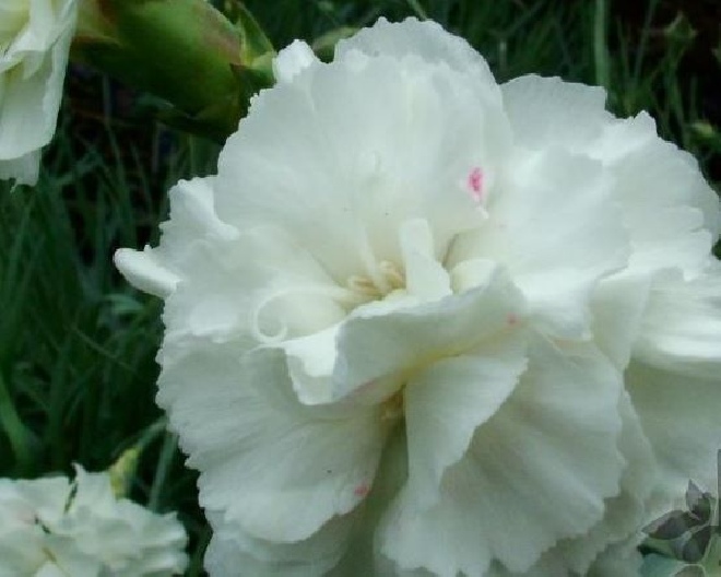 Dianthus 'Albus Plenus' Grasanjer