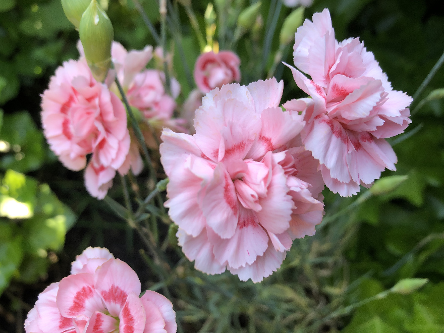 Dianthus 'Doris' Grasanjer