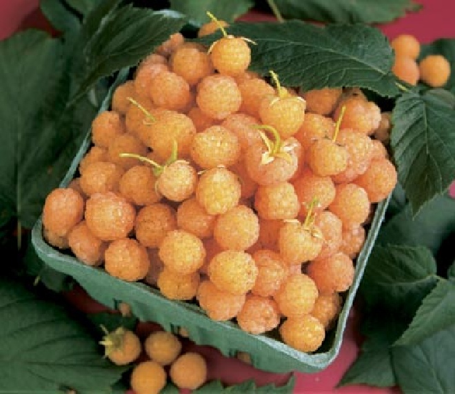 Rubus idaeus 'Fallgold' Gele Herfstframboos