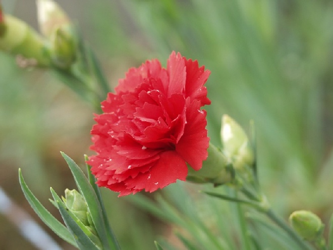 Dianthus 'Heidi' Grasanjer