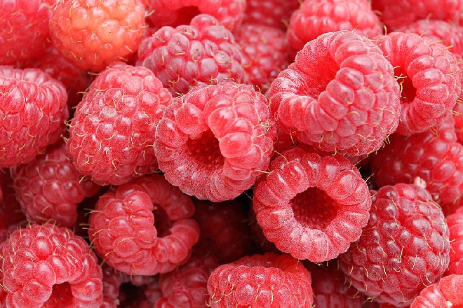 Rubus idaeus 'Autumn Bliss' Herfstframboos