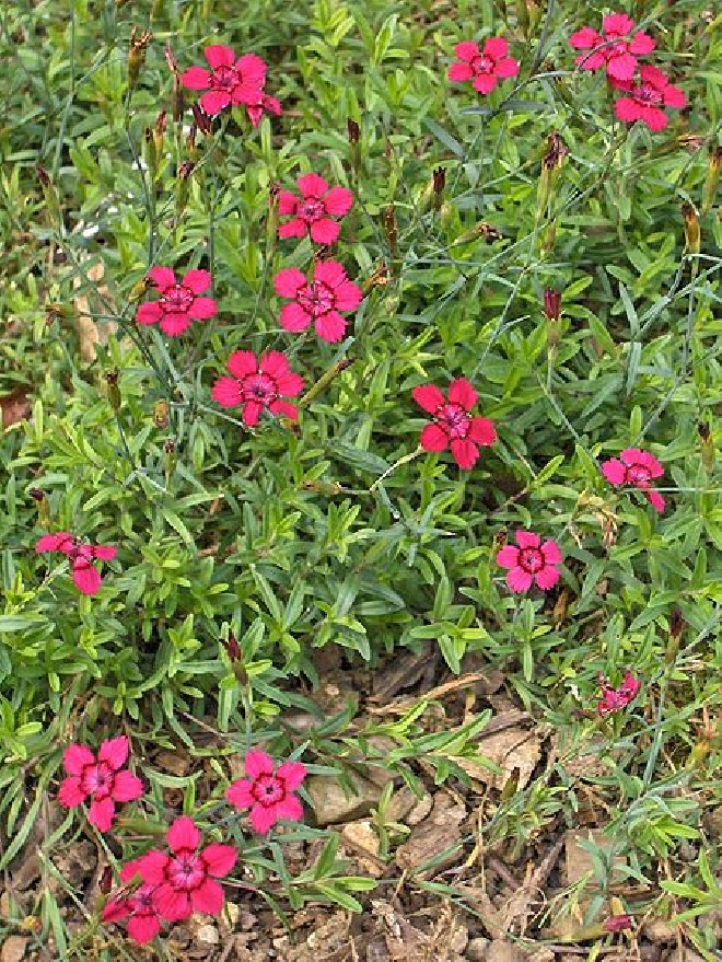 Dianthus deltoides 'Flashing Light'  Steenanjer