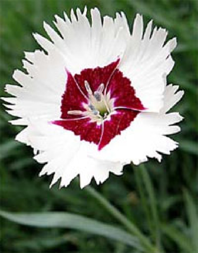 Dianthus 'Ine' Grasanjer