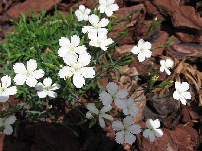 Dianthus deltoides 'Albiflorus' Steenanjer