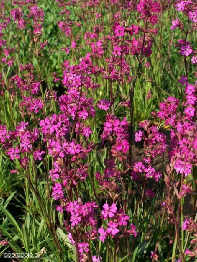 Lychnis viscaria 'Splendens' Pekanjer
