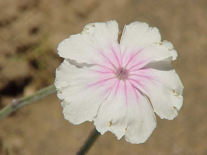 Lychnis coronaria 'Alba' Prikneus