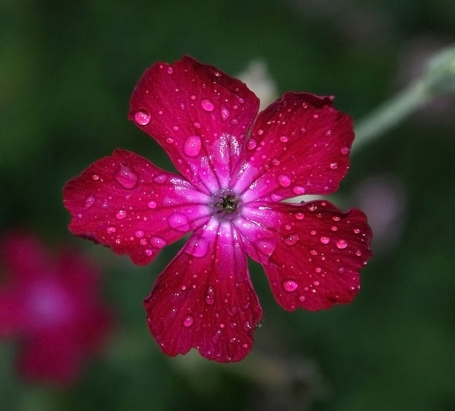 Lychnis coronaria Prikneus