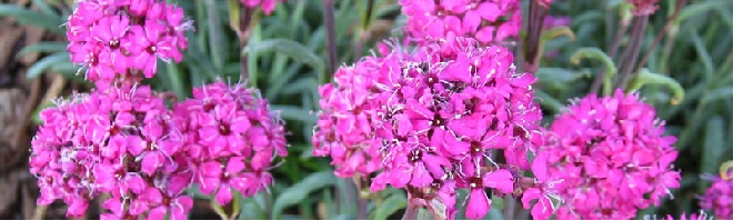 Lychnis alpina Brandende Liefde of Alpenkleef-anjer