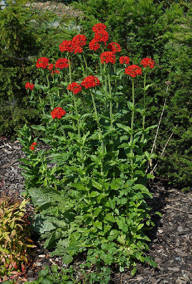Lychnis chalcedonica Brandende Liefde