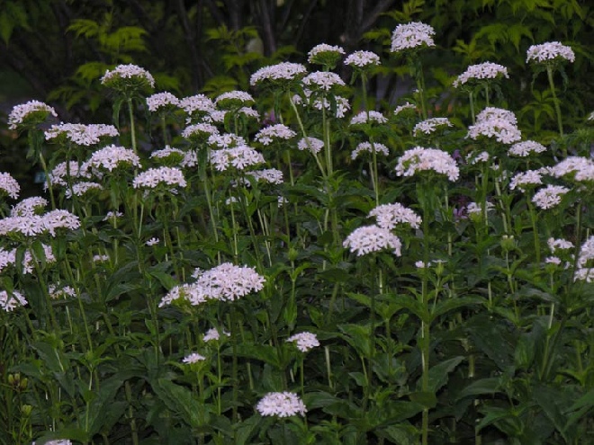 Lychnis chalcedonica 'Alba' Brandende Liefde