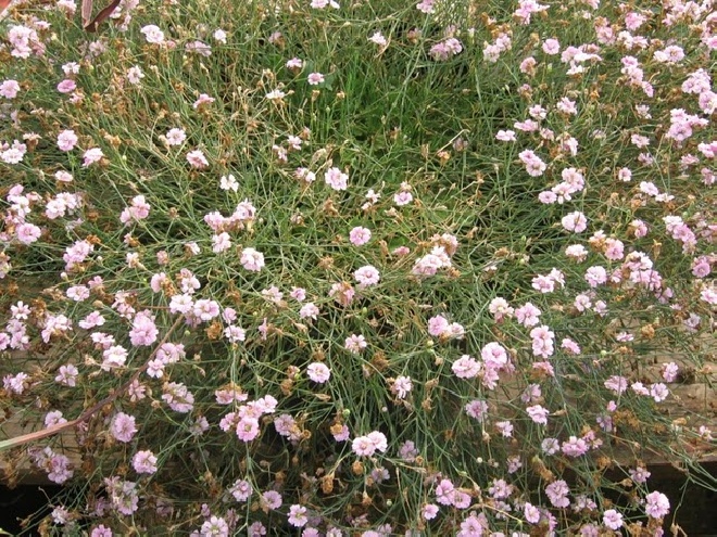 Petrorhagia saxifraga (syn. Tunica saxifraga) kleine mantelanjer