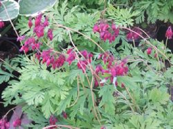 Dicentra formosa 'Bacchanal'  Gebroken Hartje