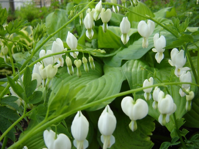 Dicentra spectabilis 'Alba' Gebroken Hartje, Mariatranen