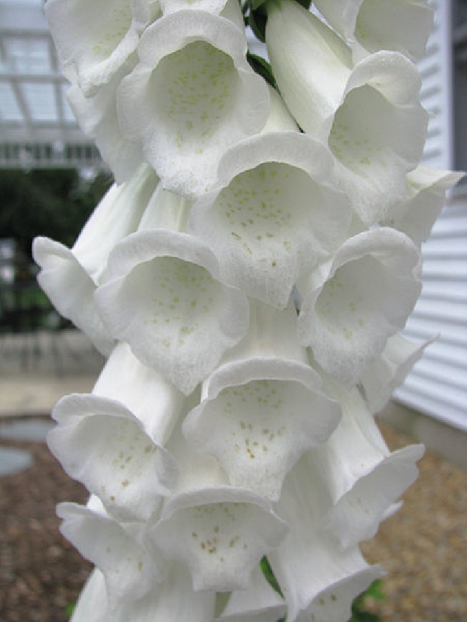 Digitalis purpurea 'Alba' Vingerhoedskruid