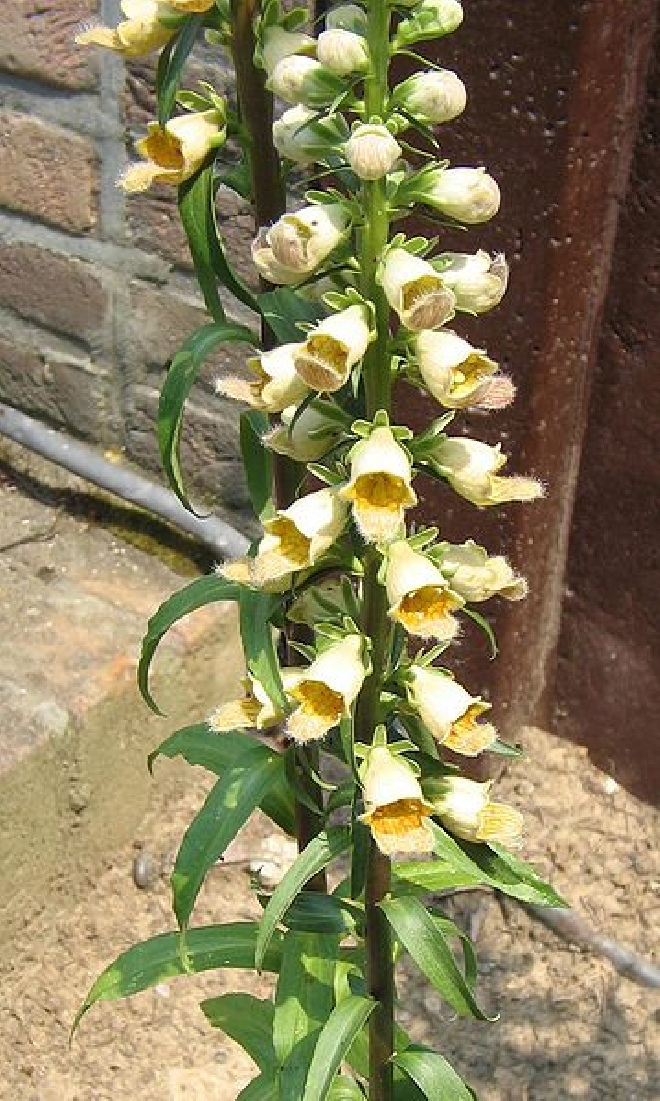 Digitalis ferruginea 'Gigantea' Geel Vingerhoedskruid
